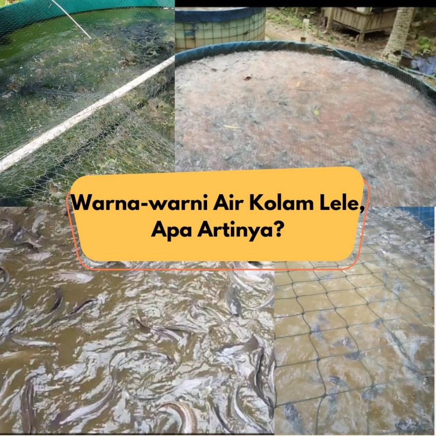 Pentingnya Mengetahui Warna-Warni Air Kolam Lele bagi Pembubidaya Lele